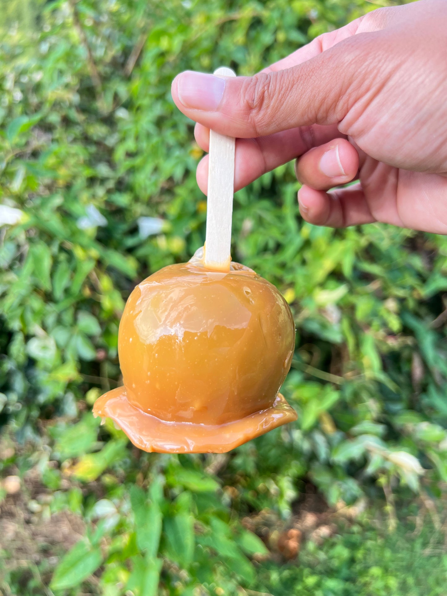 Candy Apples - 12 Ct. (1 Dozen)
